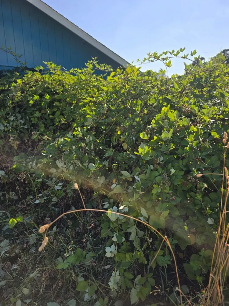 Top-rated garden landscaping in Independence, OR by A&A Maintenance And Design