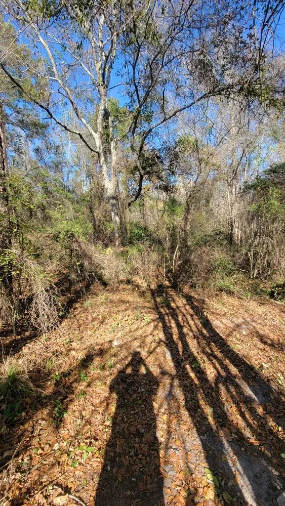Professional outdoor landscaping in Hazlehurst, GA - A&A Mulch and Brush Control