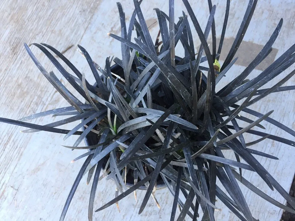 Reliable garden landscaping in Los Angeles, CA by A&A Nursery