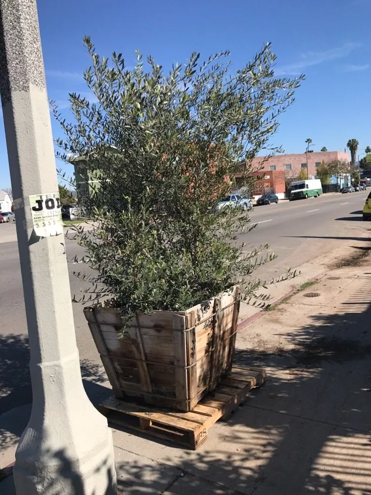 Local yard maintenance experts serving Los Angeles, CA - A&A Nursery