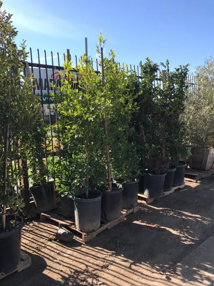 Local residential landscaping for residential properties in Los Angeles, CA by A&A Nursery