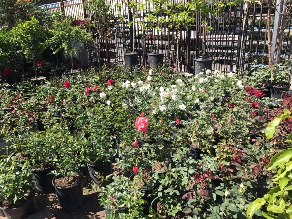 Reliable garden landscaping for outdoor upgrades across Los Angeles, CA - A&A Nursery