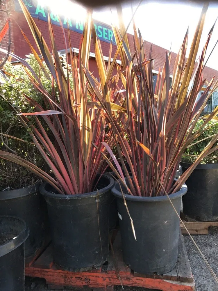 Affordable landscaping services in Los Angeles, CA by A&A Nursery