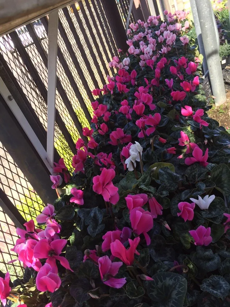 Top-rated landscaping services in Los Angeles, CA by A&A Nursery