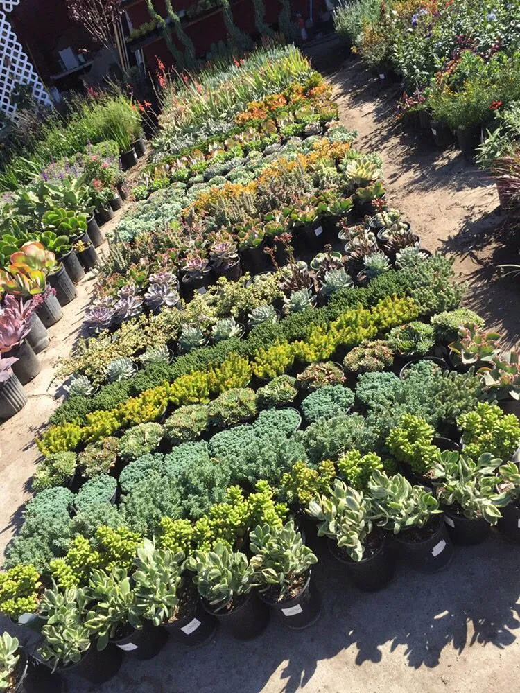 Reliable yard maintenance for homes across Los Angeles, CA - A&A Nursery