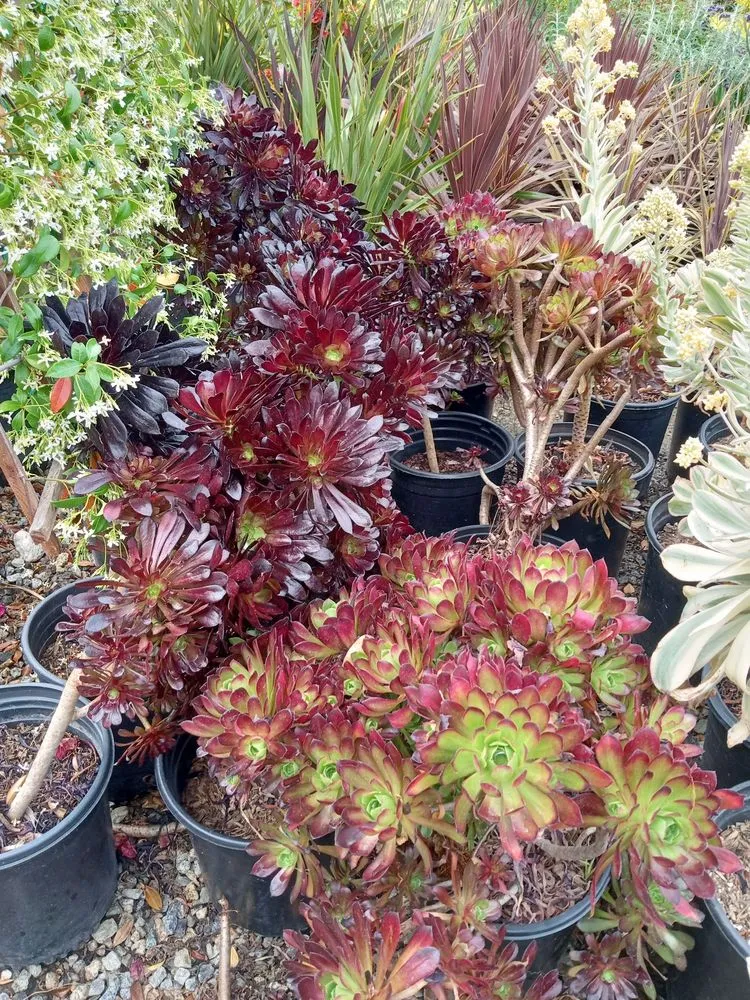 Reliable yard cleanup service with custom design across Los Angeles, CA - A&A Nursery