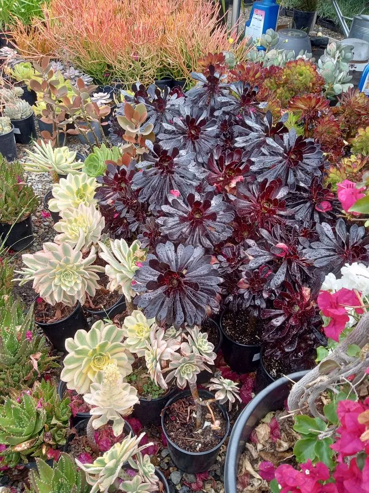 Affordable lawn care service near you in Los Angeles, CA by A&A Nursery