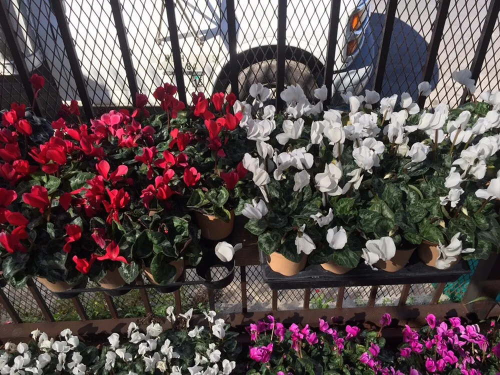 Trusted outdoor landscaping in Los Angeles, CA by A&A Nursery