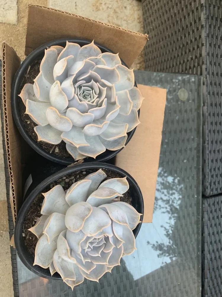 Reliable residential landscaping near you across Los Angeles, CA - A&A Nursery