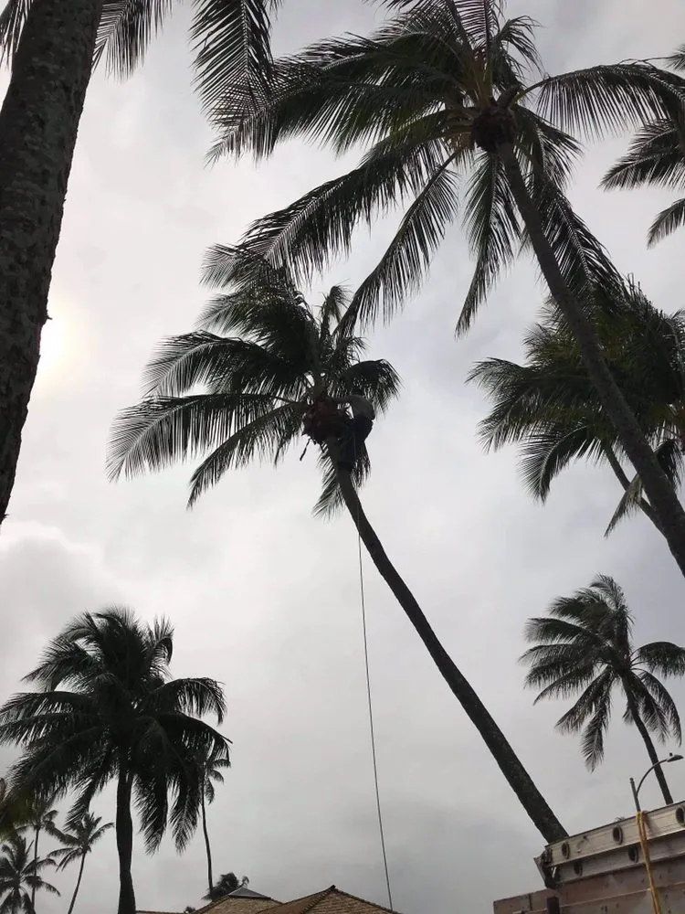 Custom landscaping services with custom design across Waipahu, HI - A&A Tree & Landscaping Services