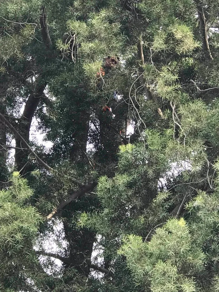 Affordable landscaping services experts serving Waipahu, HI - A&A Tree & Landscaping Services