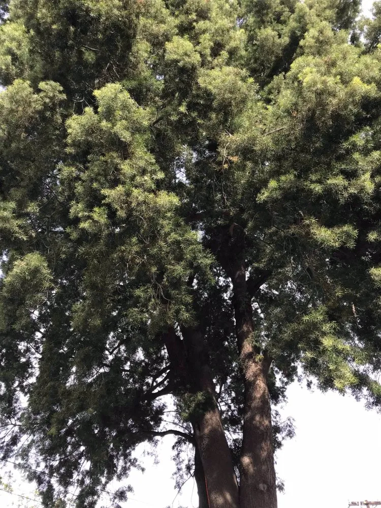 Trusted landscape installation for year-round maintenance in Waipahu, HI by A&A Tree & Landscaping Services