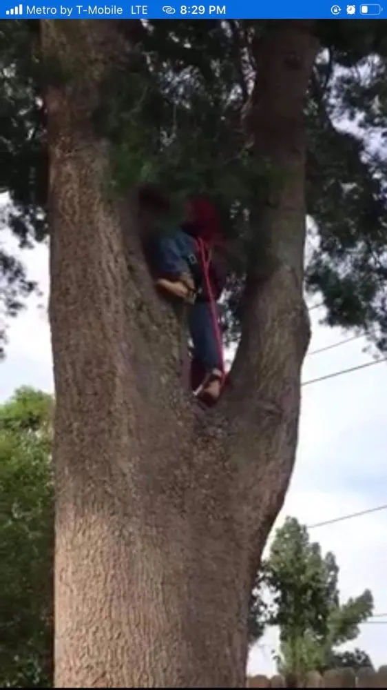 Reliable yard maintenance in Waipahu, HI - A&A Tree & Landscaping Services