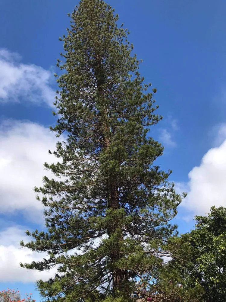 Trusted landscaping services with custom design in Waipahu, HI by A&A Tree & Landscaping Services