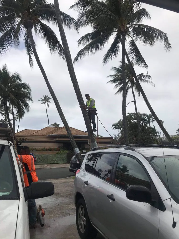 Expert yard cleanup service for residential properties in Waipahu, HI by A&A Tree & Landscaping Services