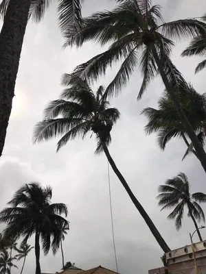 A&A Tree & Landscaping Services