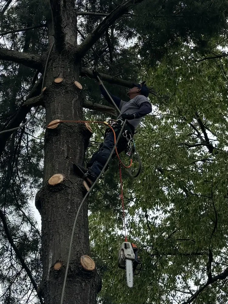 Local lawn care service in Waterford Township, MI by A&A Tree Service & Landscaping