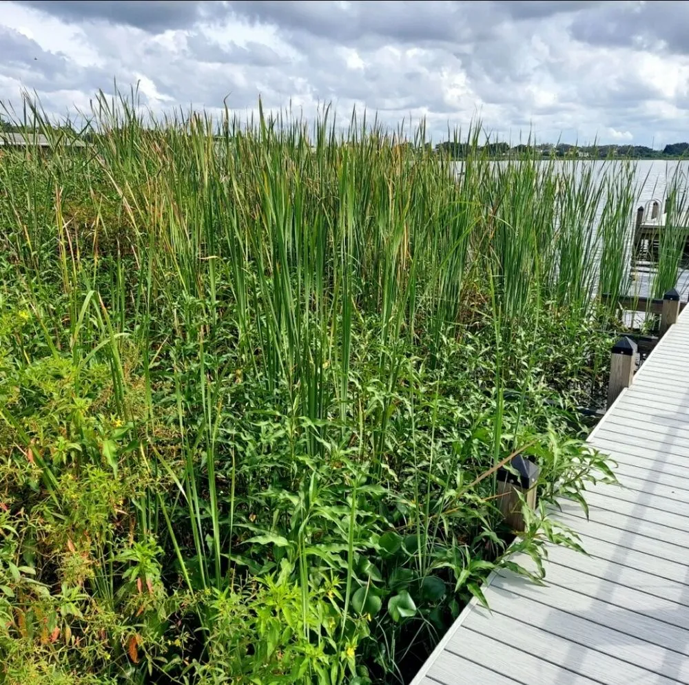 Affordable lawn mowing service in Winter Haven, FL - AAA Aquatics