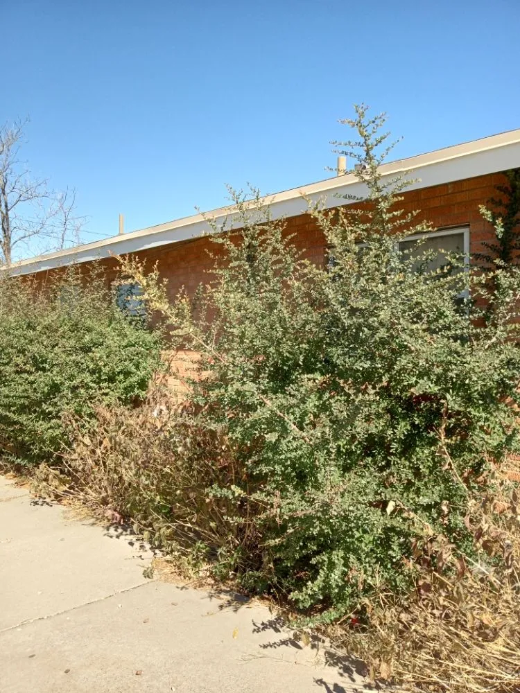 Custom garden landscaping in El Paso, TX by AAA Bros Lawncare