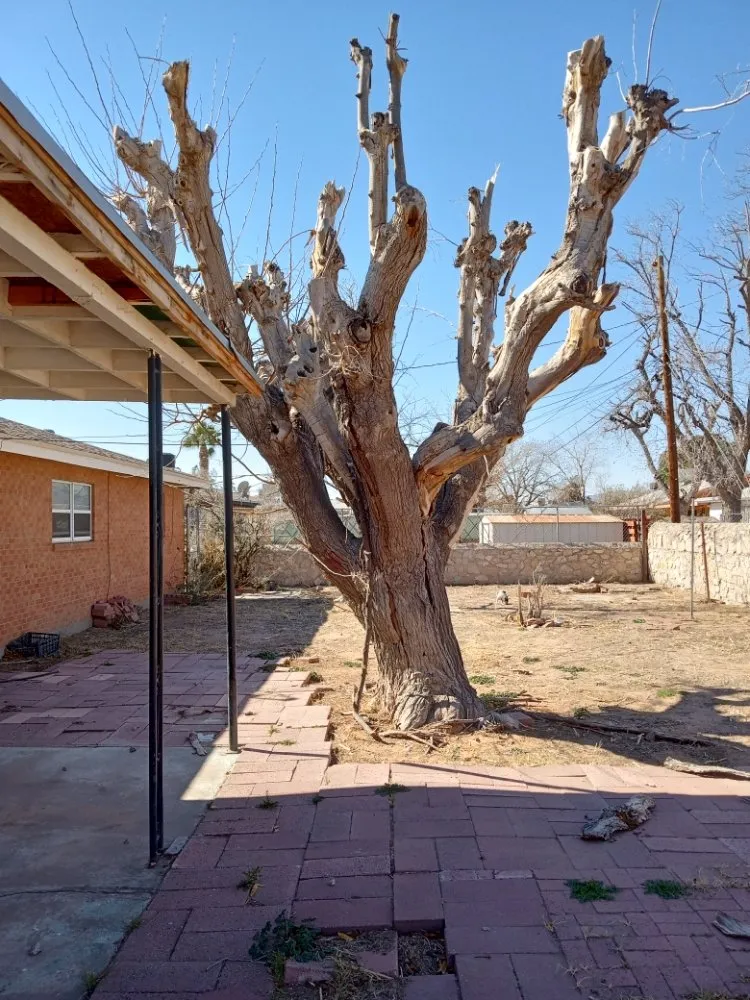 Expert outdoor landscaping in El Paso, TX by AAA Bros Lawncare