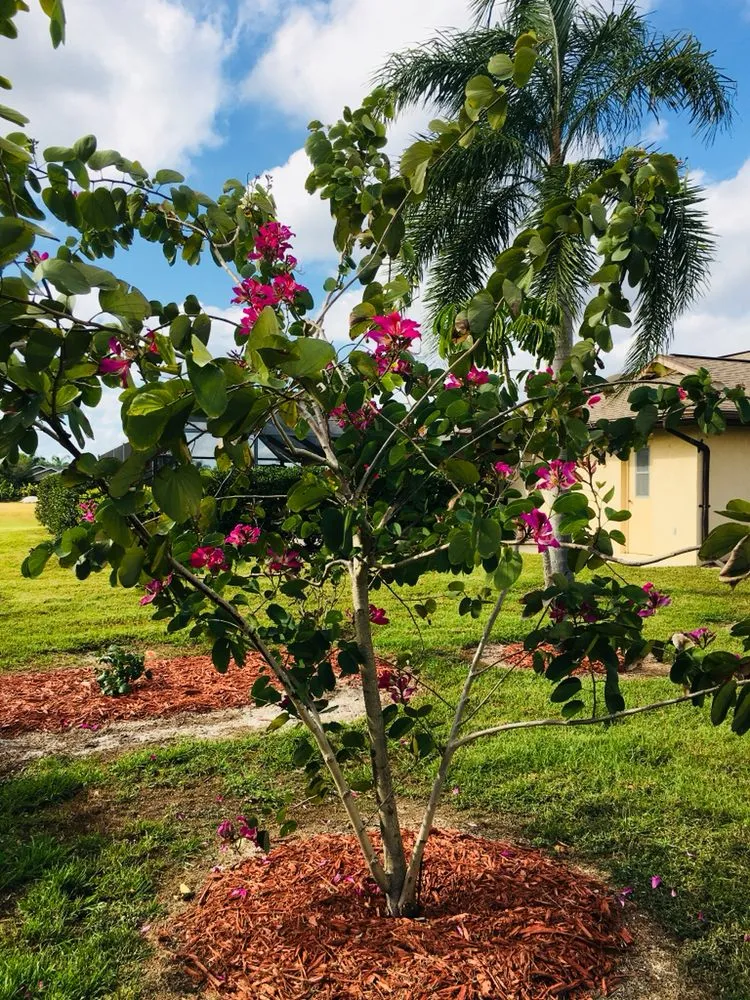 Top-rated yard maintenance in Punta Gorda, FL by AAA Clean Cut Lawn Care