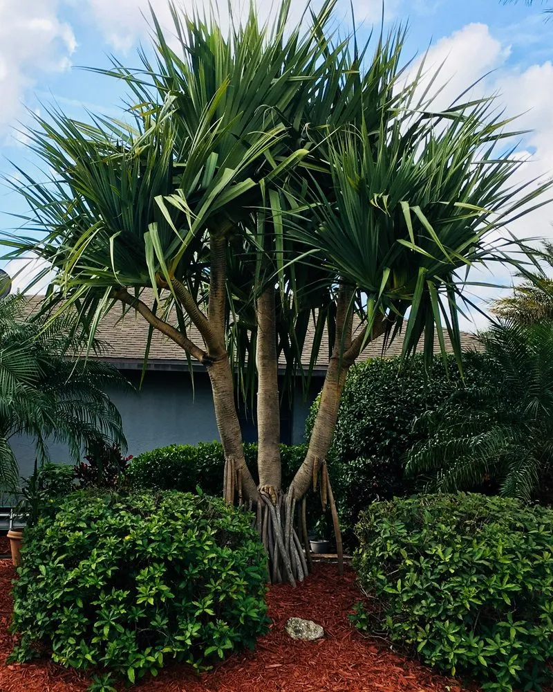 Expert outdoor landscaping in Punta Gorda, FL - AAA Clean Cut Lawn Care