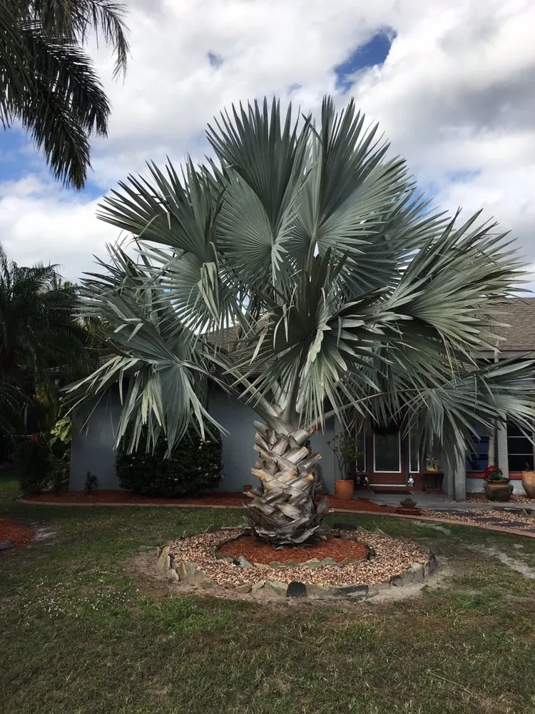 Reliable residential landscaping in Punta Gorda, FL - AAA Clean Cut Lawn Care