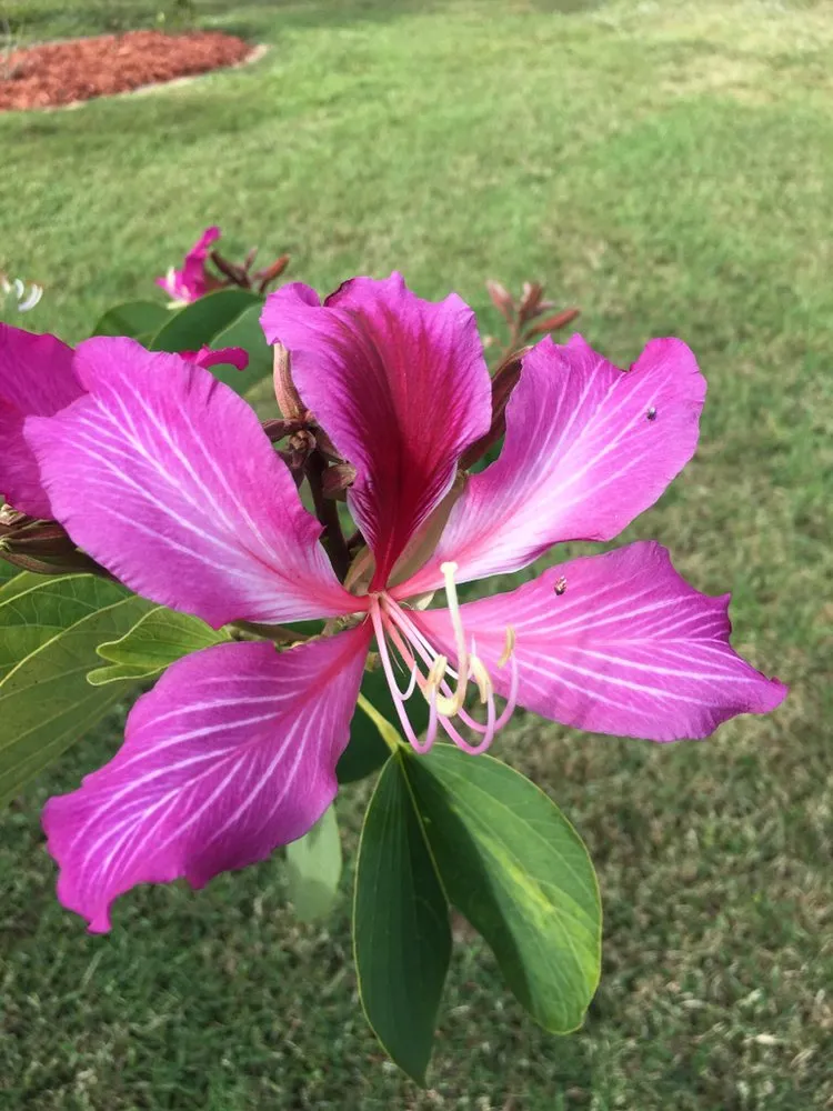 Local landscape installation for residential properties in Punta Gorda, FL by AAA Clean Cut Lawn Care