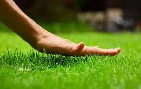 Reliable lawn mowing service for year-round maintenance in Lake worth, FL by AAA Greencut