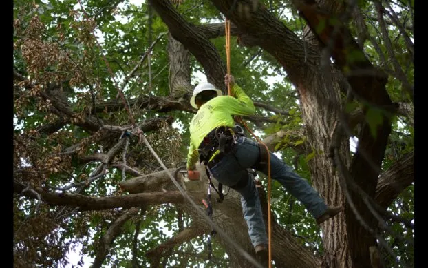 Professional yard cleanup service experts serving Fort Worth, TX - AAA Integrity Lawn Care
