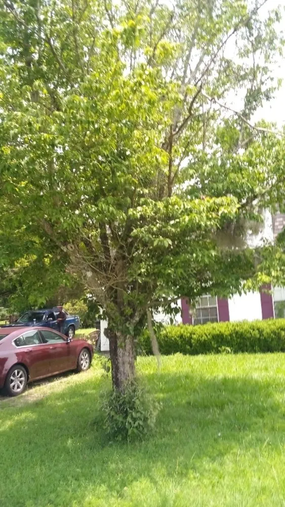 Professional yard maintenance for residential properties in Madison, FL by Aaa Knock Out Tree Service