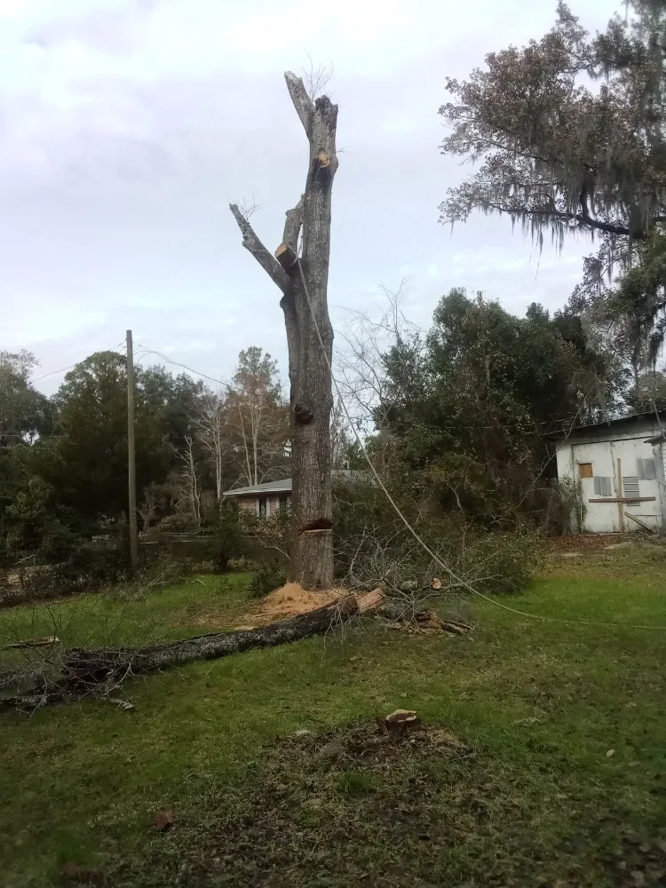 Affordable yard cleanup service near you across Madison, FL - Aaa Knock Out Tree Service