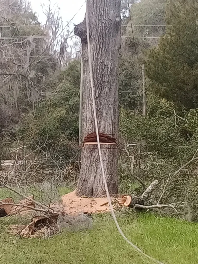 Custom lawn care service in Madison, FL - Aaa Knock Out Tree Service