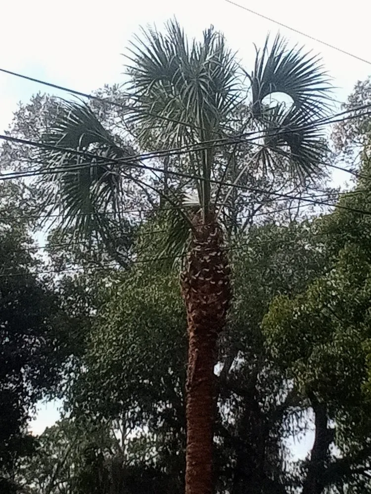 Top-rated lawn mowing service experts serving Madison, FL - Aaa Knock Out Tree Service