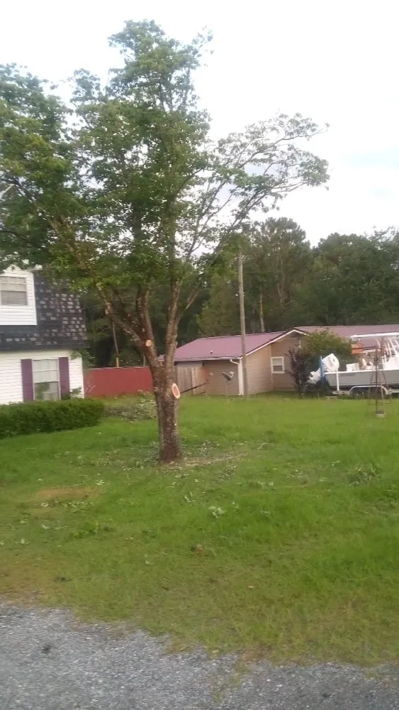 Affordable residential landscaping experts serving Madison, FL - Aaa Knock Out Tree Service