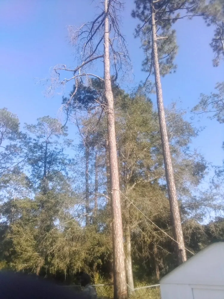 Reliable yard maintenance experts serving Madison, FL - Aaa Knock Out Tree Service