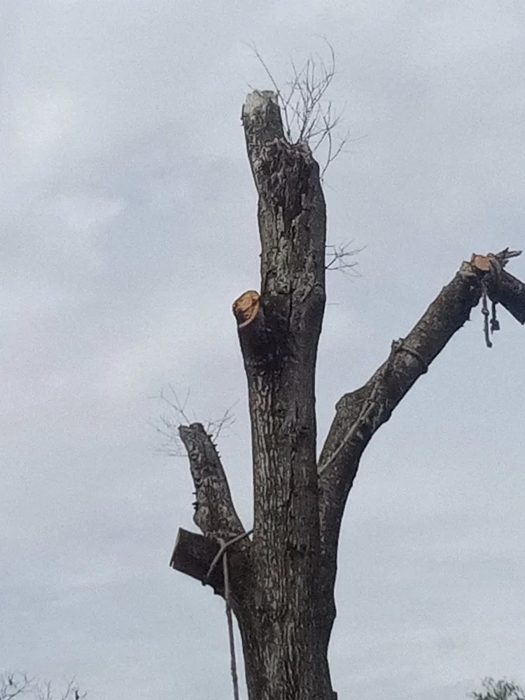 Reliable yard cleanup service for year-round maintenance in Madison, FL by Aaa Knock Out Tree Service