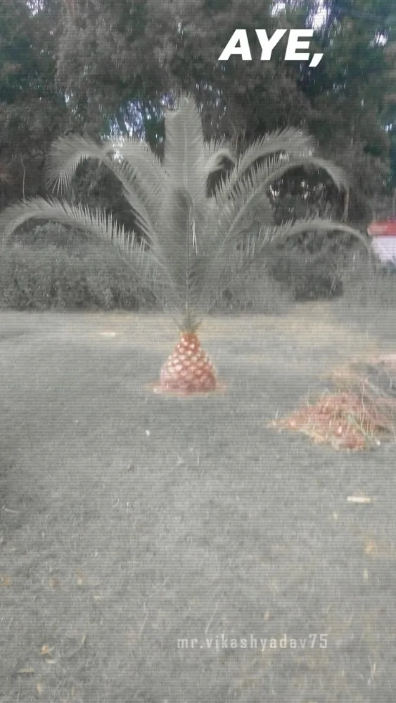 Trusted outdoor landscaping in Madison, FL by Aaa Knock Out Tree Service