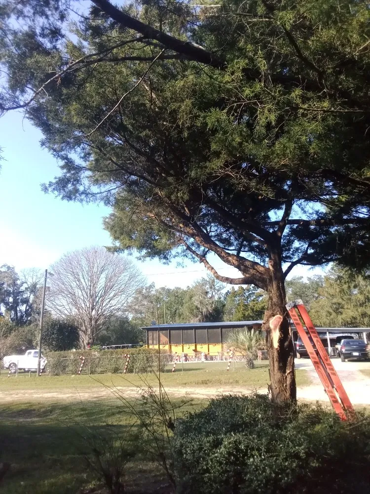 Top-rated residential landscaping in Madison, FL by Aaa Knock Out Tree Service