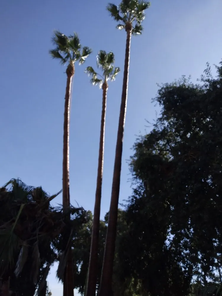 Top-rated yard cleanup service in Rancho Cordova, CA by AAA Landscape & Tree Care