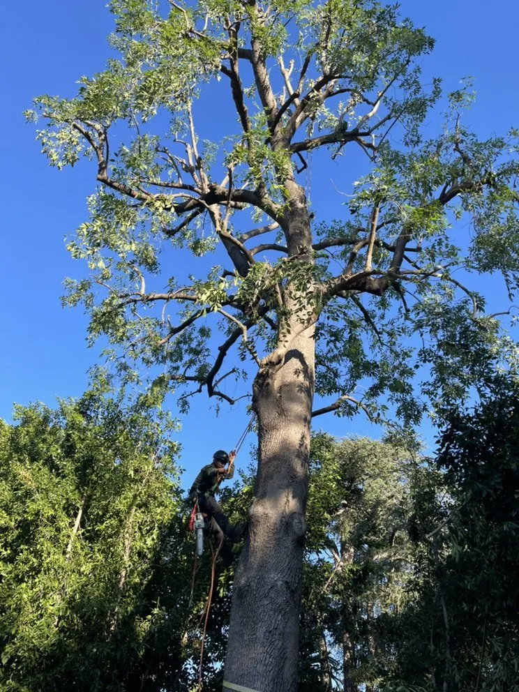 Reliable residential landscaping for beautiful yards in Altadena, CA by AAA Landscape
