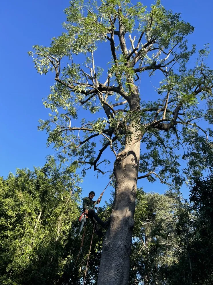 Affordable residential landscaping near you across Altadena, CA - AAA Landscape