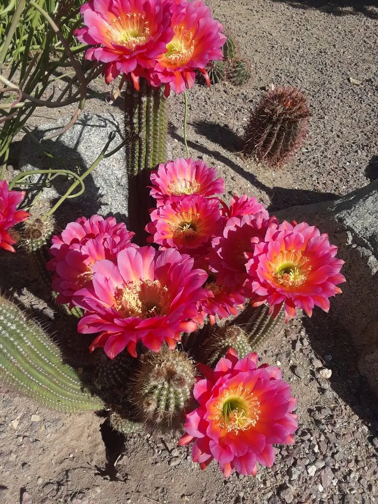 Top-rated yard cleanup service in Phoenix, AZ by AAA Landscape