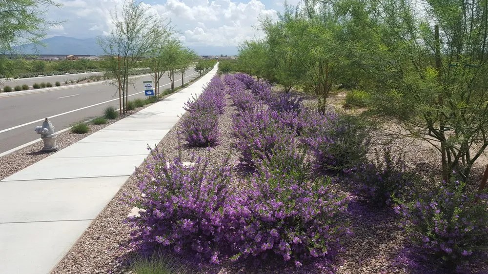 Professional yard maintenance for year-round maintenance in Tucson, AZ by AAA Landscape