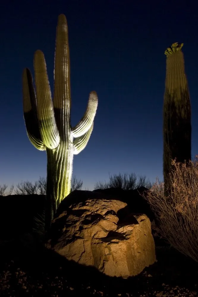 Affordable lawn care service for year-round maintenance across Tucson, AZ - AAA Landscape