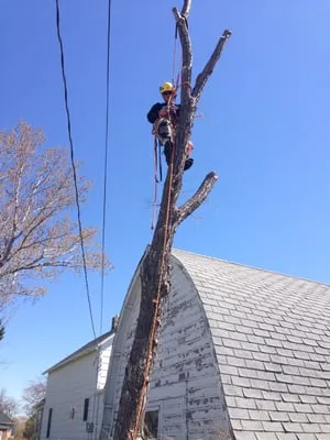 AAA Landscaping & Tree Service
