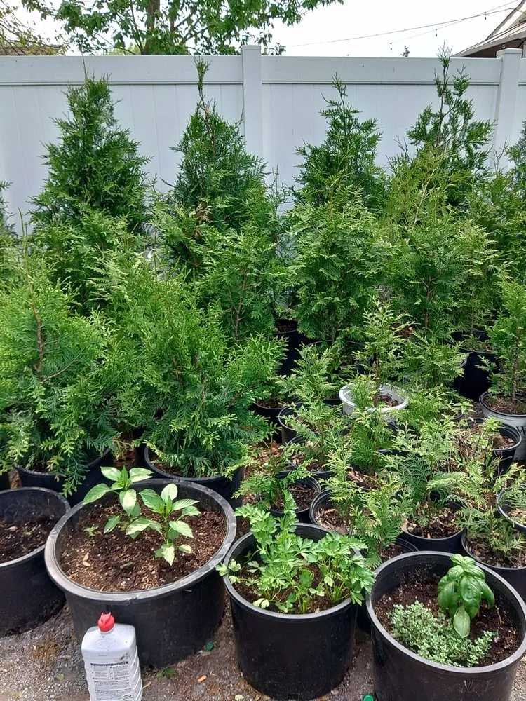 Professional yard cleanup service experts serving Affton, MO - AAA landscaping