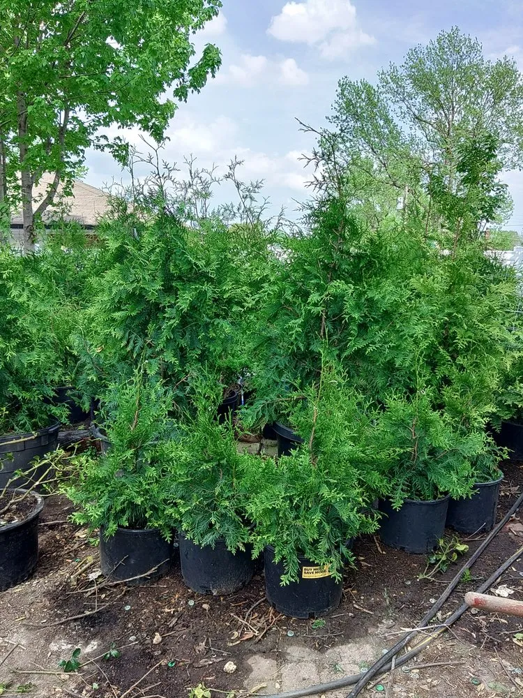 Top-rated lawn mowing service in Affton, MO by AAA landscaping