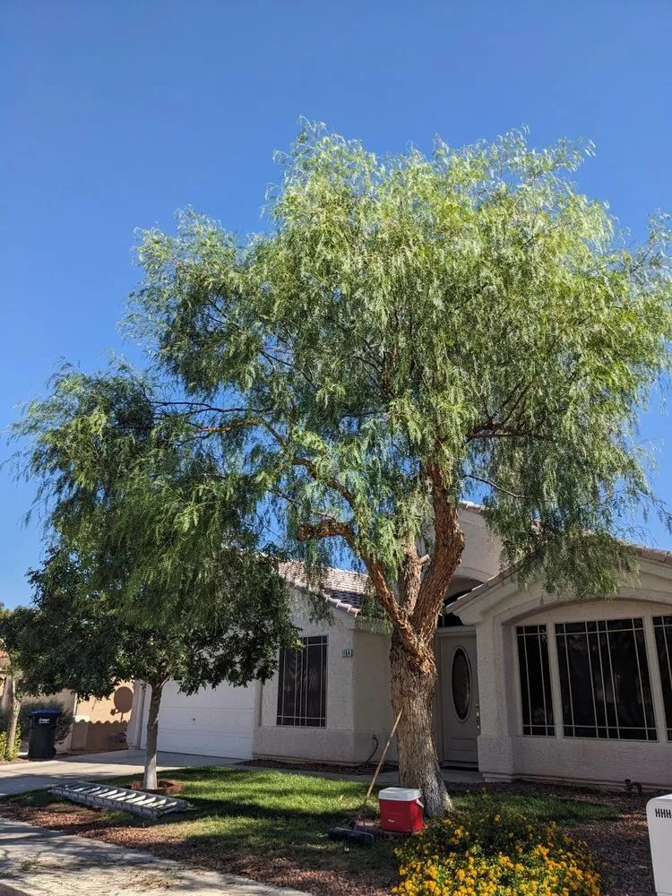 Trusted outdoor landscaping experts serving Henderson, NV - AAA Landscaping