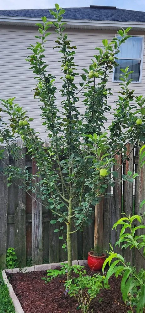 Local residential landscaping for residential properties across St. Augustine, FL - AAA Lawn Care & Landscaping